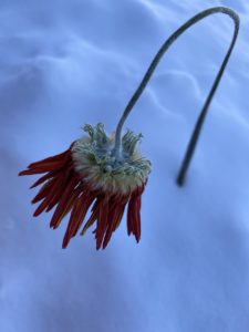 wilted flower, snow, flower-6999783.jpg